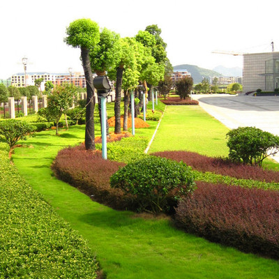 四季草坪 黑麥草與高羊茅，打造耐寒耐旱的園林綠化護(hù)坡草皮