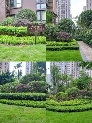 共享美好家園 邦泰·國際公館綠化再次升級(jí)