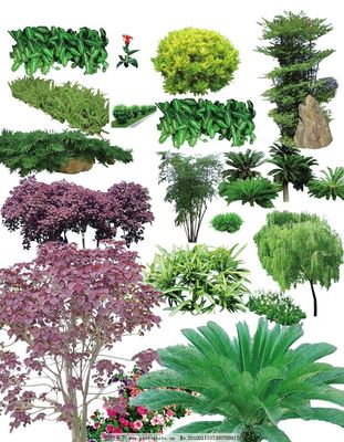 常用園林植物圖片與綠化應(yīng)用解析