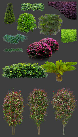 灌木植物在園林綠化中的多維度應(yīng)用與價(jià)值分析