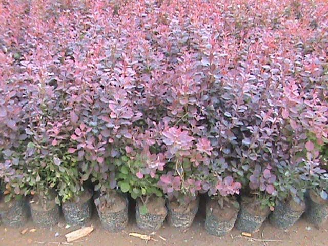 紅葉小檗與紫葉小檗 園林綠化的優(yōu)選樹苗供應(yīng)指南